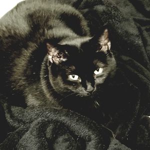 Meet your Posher, Dawn